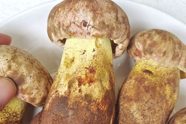 白蔥牛肝菌的產(chǎn)地 白蔥牛肝菌的產(chǎn)地