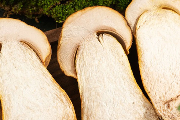 牛肝菌的藥用價(jià)值 牛肝菌的藥用價(jià)值