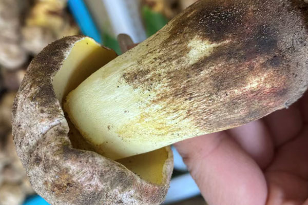 白蔥牛肝菌炒多久，白蔥牛肝菌炒糊了能吃嗎