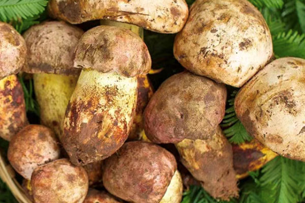 白蔥牛肝菌怎么保存，白蔥牛肝菌有苦味嗎