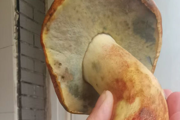 白蔥牛肝菌會有苦味嗎 白蔥牛肝菌會有苦味嗎