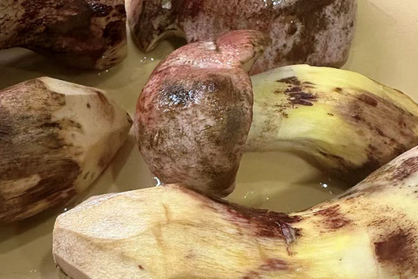 白蔥牛肝菌能促進新陳代謝嗎 白蔥牛肝菌能促進新陳代謝嗎