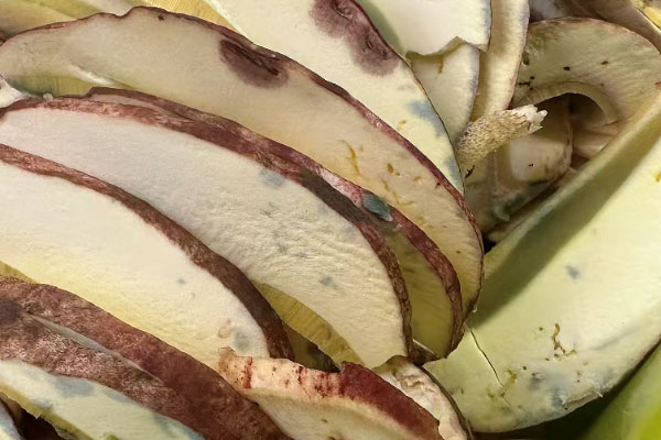 什么人不能吃白蔥牛肝菌 什么人不能吃白蔥牛肝菌