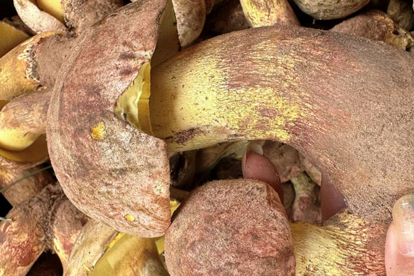 牛肝菌能促進消化嗎 牛肝菌能促進消化嗎