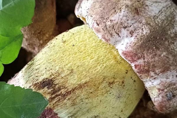 白蔥牛肝菌要不要削皮 白蔥牛肝菌要不要削皮