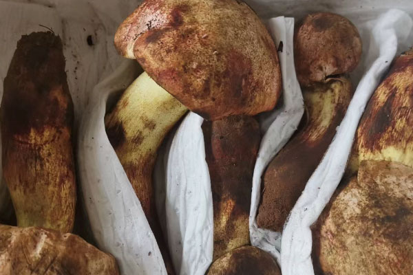 牛肝菌對胃好嗎，牛肝菌可以蒸熟放冰箱嗎