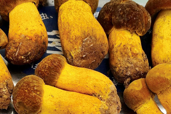 牛肝菌可以和豬腳一起煮湯嗎 牛肝菌可以和豬腳一起煮湯嗎