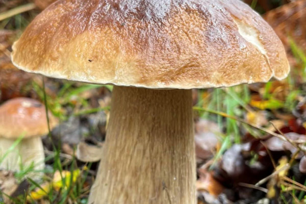 胃出血愈后可以吃牛肝菌嗎，更年期可以吃牛肝菌嗎