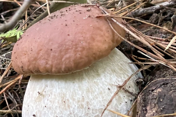 更年期能吃牛肝菌嗎 更年期能吃牛肝菌嗎