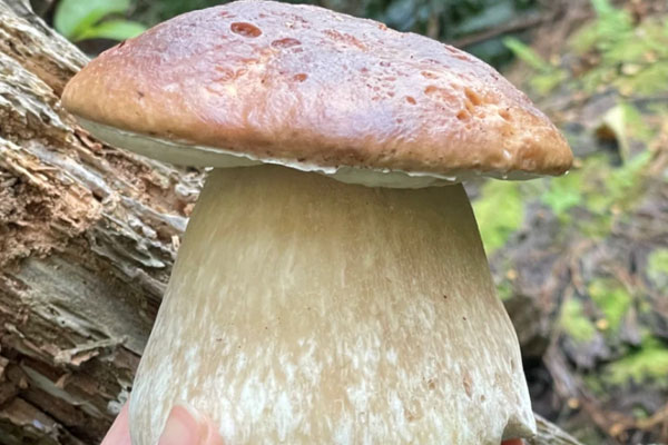 孕婦幾個月能吃牛肝菌 孕婦幾個月能吃牛肝菌