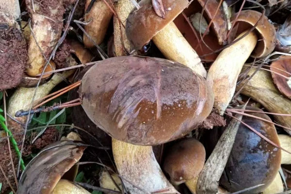 慢性胃炎可以吃牛肝菌嗎，腸炎可以吃牛肝菌嗎