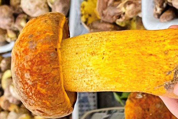 黑龍江有牛肝菌嗎，楊樹林長牛肝菌嗎