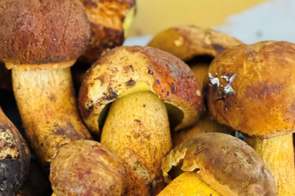 牛肝菌可以補氣血嗎 牛肝菌可以補氣血嗎