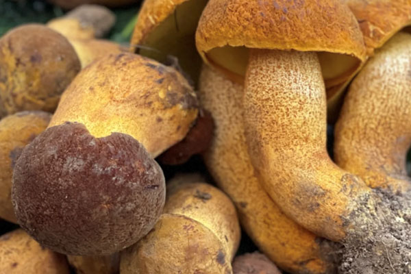 膿毒癥可以吃牛肝菌嗎，食欲不振可以吃牛肝菌嗎