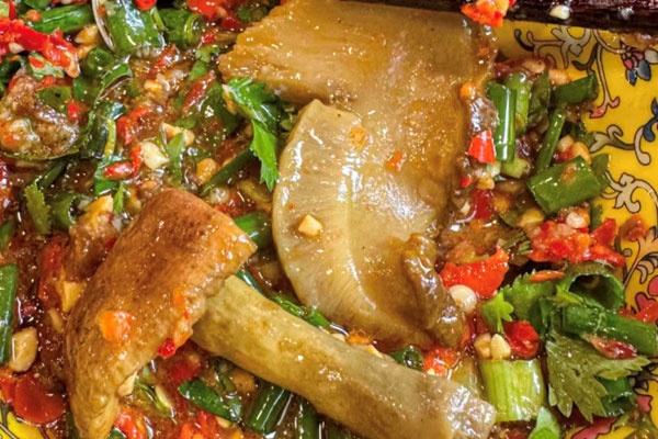 楊樹林有沒有牛肝菌 楊樹林有沒有牛肝菌