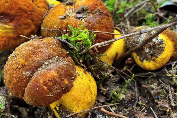 陽虛可以吃牛肝菌嗎，拉肚子能吃牛肝菌嗎