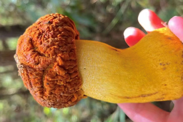 拉肚子可以吃牛肝菌嗎 拉肚子可以吃牛肝菌嗎