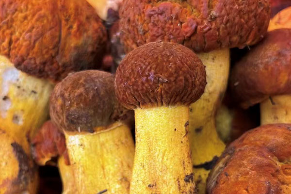 吃牛肝菌會吐嗎 吃牛肝菌會吐嗎