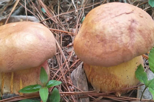 牛肝菌是珍稀菌類嗎，肝火旺可以吃牛肝菌嗎