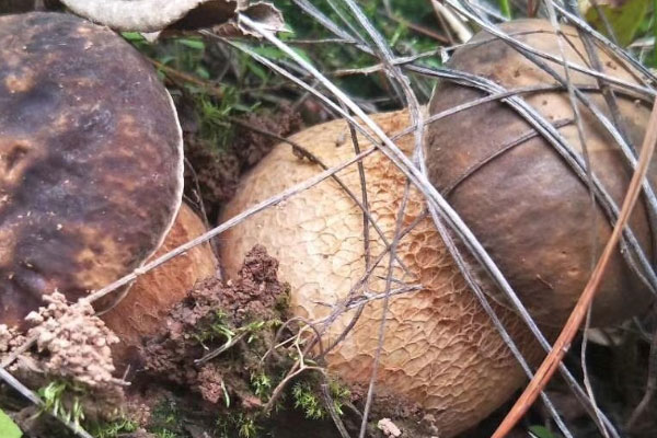 吃了牛肝菌能吃感冒藥嗎 吃了牛肝菌能吃感冒藥嗎