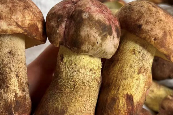 吃牛肝菌能喝紅酒嗎 吃牛肝菌能喝紅酒嗎