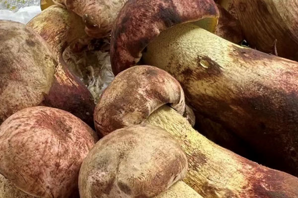 牛肝菌是不是活血的 牛肝菌是不是活血的