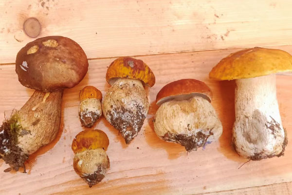 牛肝菌是真菌還是細菌，牛肝菌是不是見手青