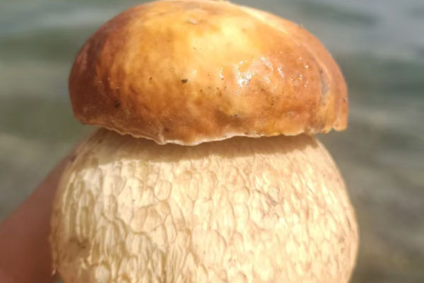 牛肝菌的菌絲體怕水嗎 牛肝菌的菌絲體怕水嗎