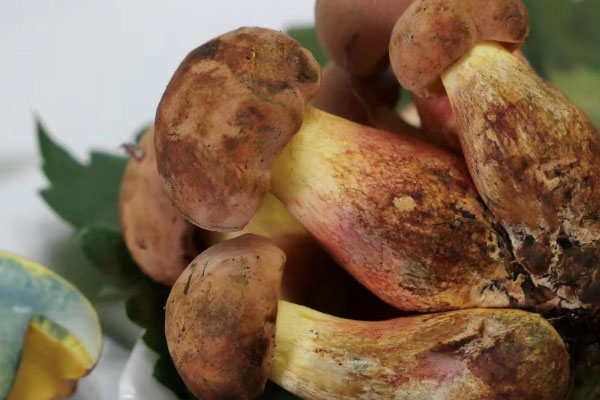 牛肝菌是素食嗎，牛肝菌是葷食嗎