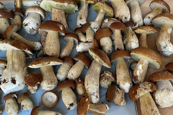 牛肝菌是不是葷食 牛肝菌是不是葷食