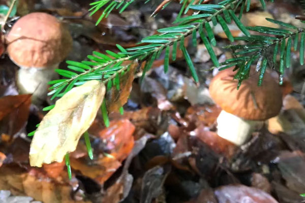 云南的牛肝菌好嗎 云南的牛肝菌好嗎