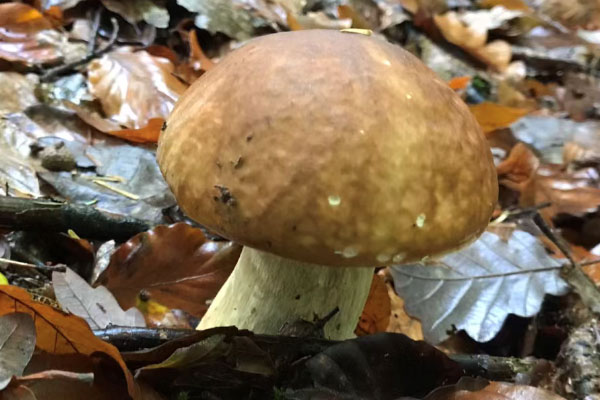 牛肝菌是生產(chǎn)者嗎，松樹下有牛肝菌嗎