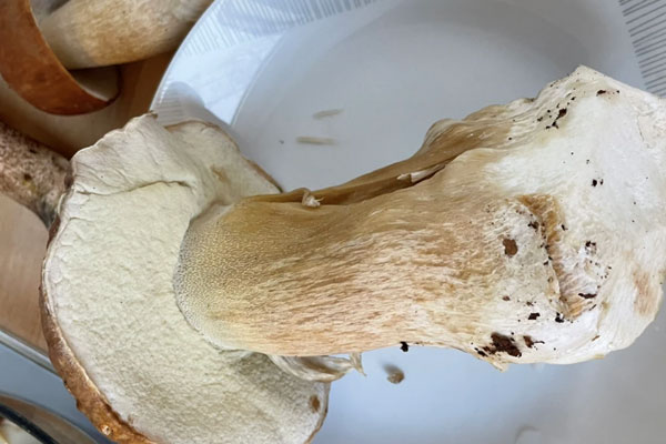 松樹下長(zhǎng)牛肝菌嗎 松樹下長(zhǎng)牛肝菌嗎