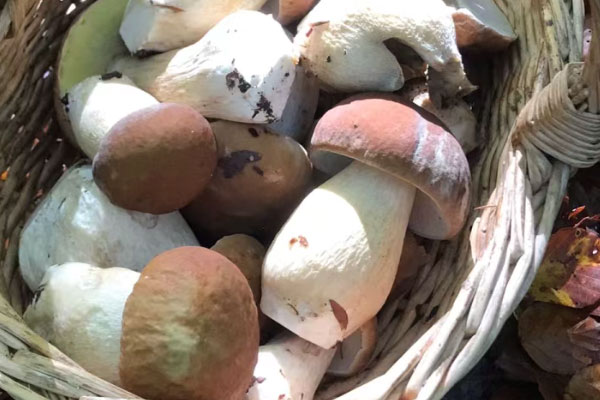 楚雄牛肝菌為什么好 楚雄牛肝菌為什么好