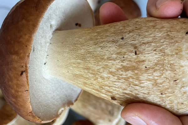 牛肝菌的孢子在哪里，胃脹能吃牛肝菌嗎