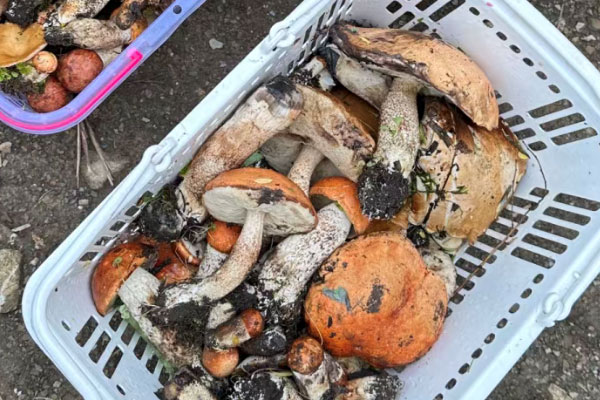 牛肝菌的種類多嗎 牛肝菌的種類多嗎