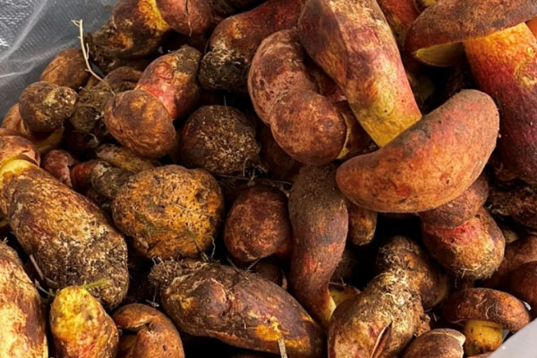 牛肝菌是大腳菌嗎，牛肝菌是大腳還是小腳