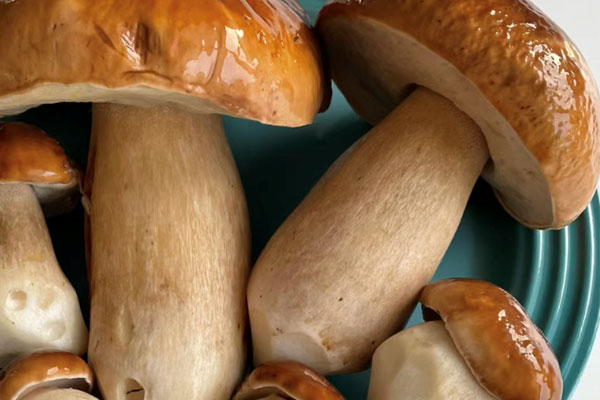 牛肝菌是健康食材嗎，牛肝菌可以在經(jīng)期吃嗎