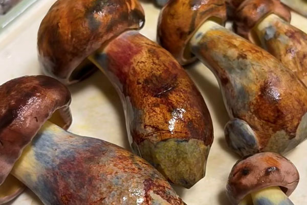 牛肝菌是不是健康食材 牛肝菌是不是健康食材