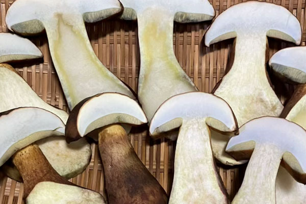 牛肝菌可以在藥店買嗎，牛肝菌可以在冰箱放多久