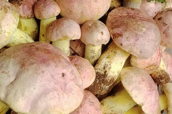 四歲孩子可以吃牛肝菌嗎 四歲孩子可以吃牛肝菌嗎