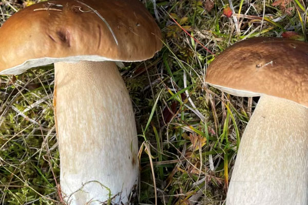 牛肝菌大朵好還是小朵好呢 牛肝菌大朵好還是小朵好呢