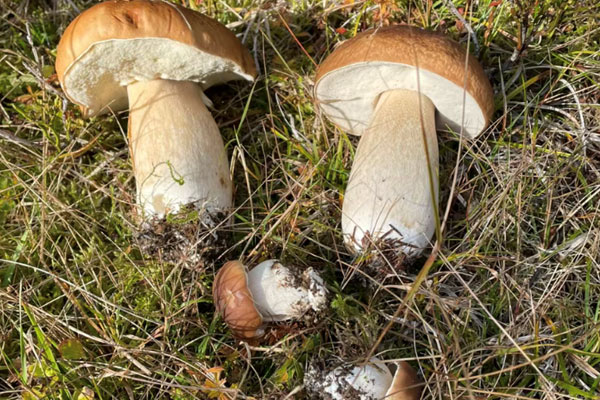 牛肝菌大朵好還是小朵好，牛肝菌可以泡酒嗎