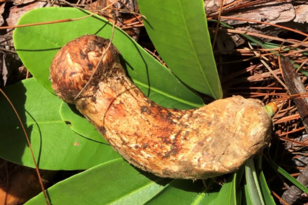 野生松茸是菌類(lèi)還是覃類(lèi) 野生松茸是菌類(lèi)還是覃類(lèi)