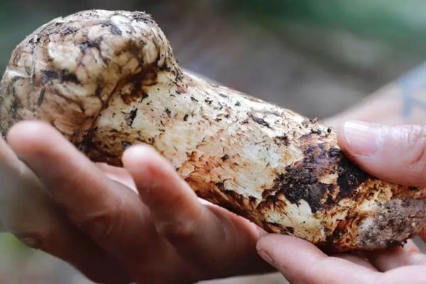 松茸是菌類還是覃類，松茸是藥材還是食材