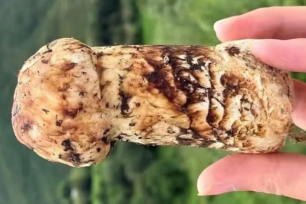 松茸是不是大腳菇，松茸是不是越大越好