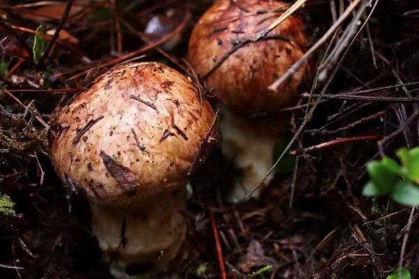 松茸外面的皮可以吃嗎 松茸外面的皮可以吃嗎