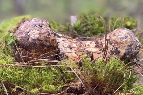 松茸是保護(hù)植物嗎，松茸可以放幾天