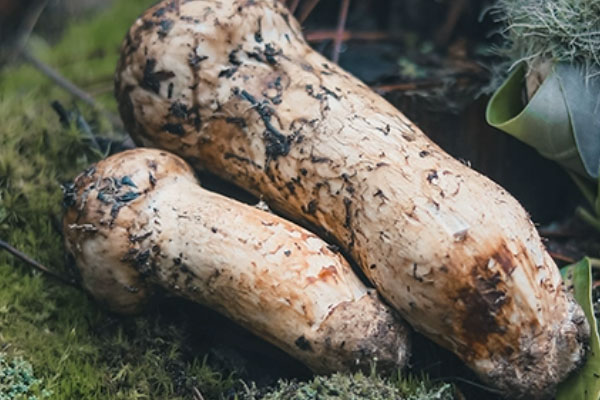 松茸可以和皮一起燉嗎，松茸放冷凍多久不能吃