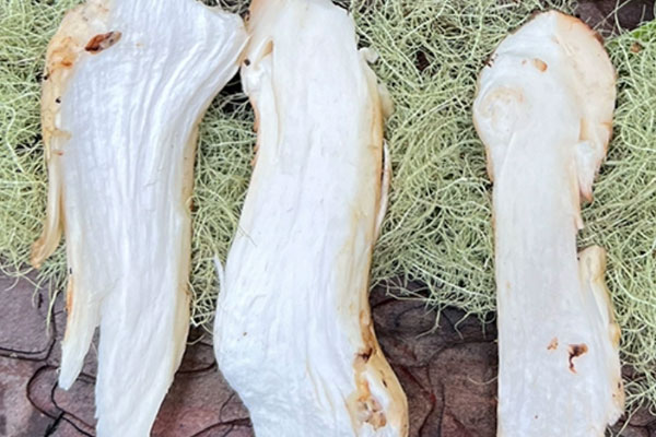 北方松茸好還是南方松茸好 北方松茸好還是南方松茸好